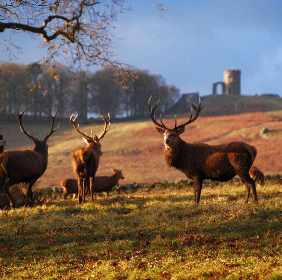 National Forest Castle