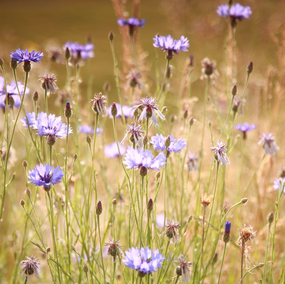 National Forest Wildflowers